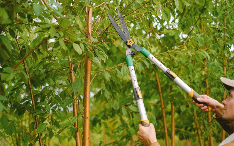 Tree trimming in Norwood, CO